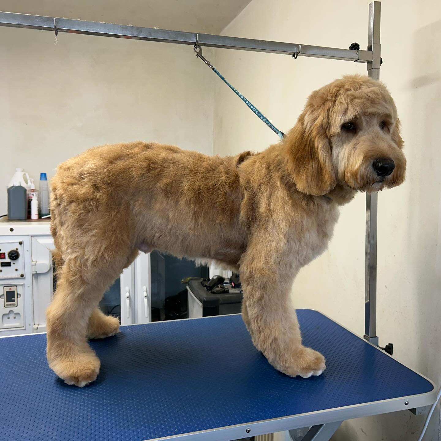 Golden Retriever being groomed at The Dog House salon