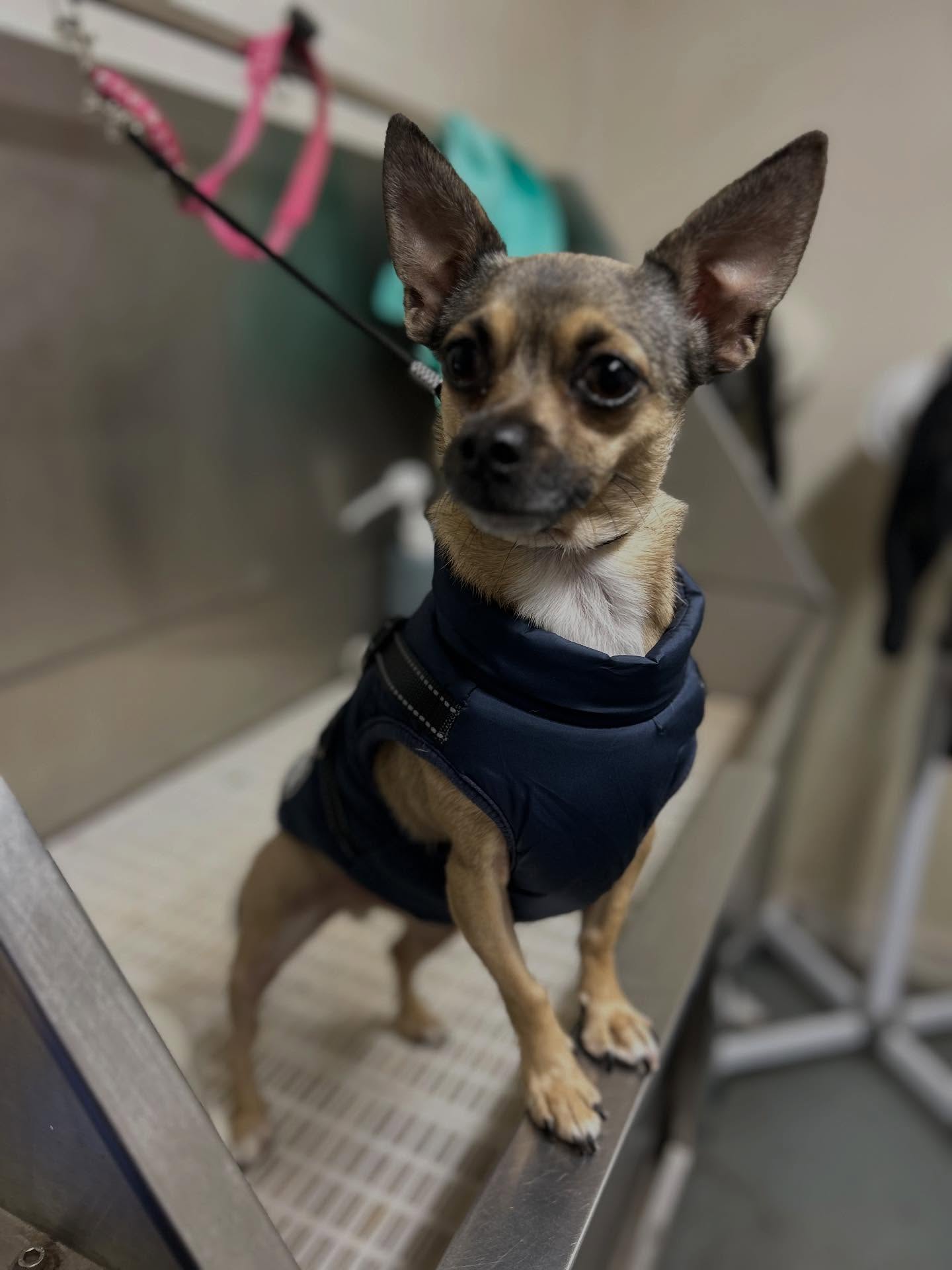 Goldendoodle freshly groomed standing on the grooming table