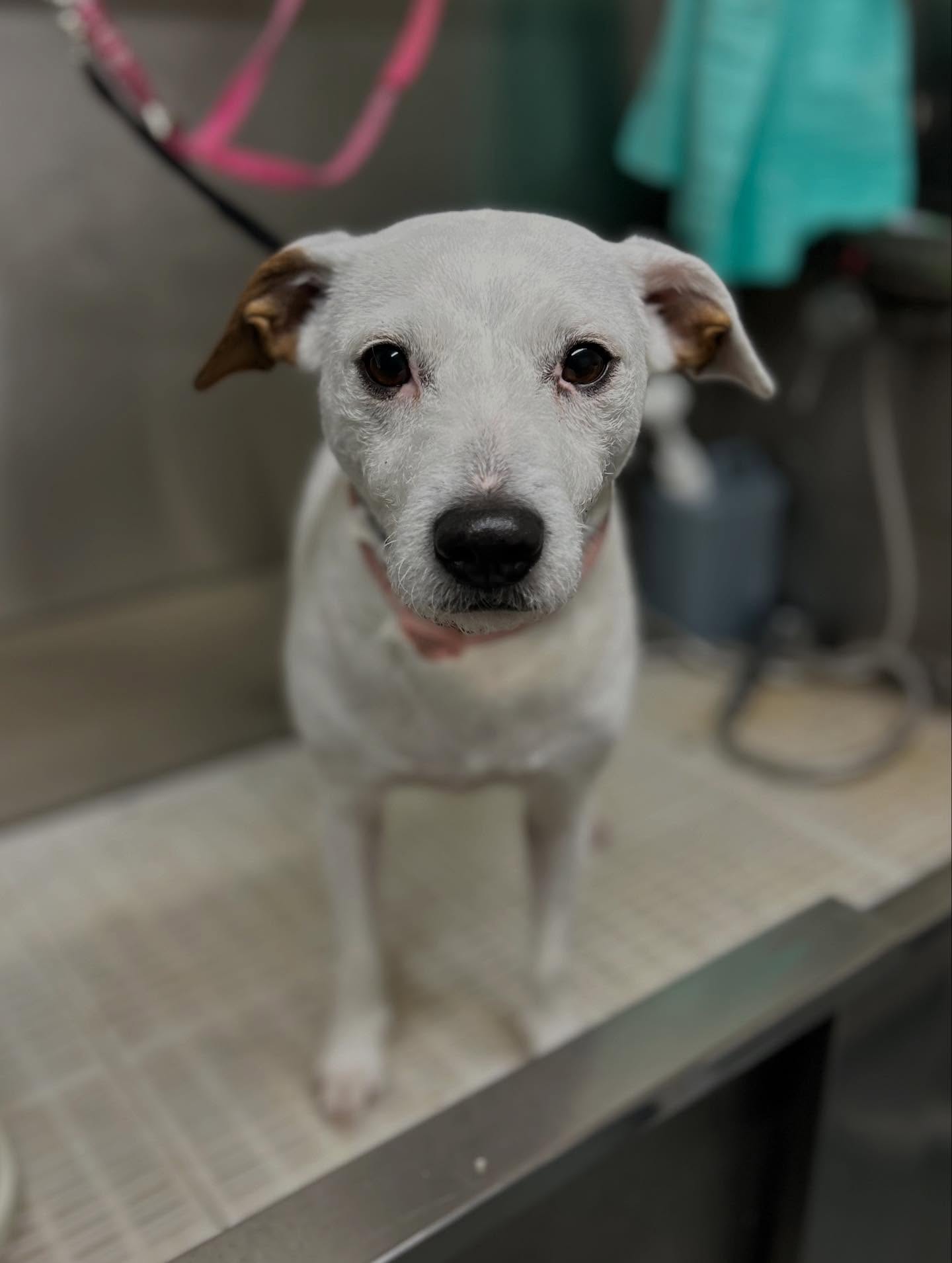 Small chihuahua in a navy jacket ready for grooming