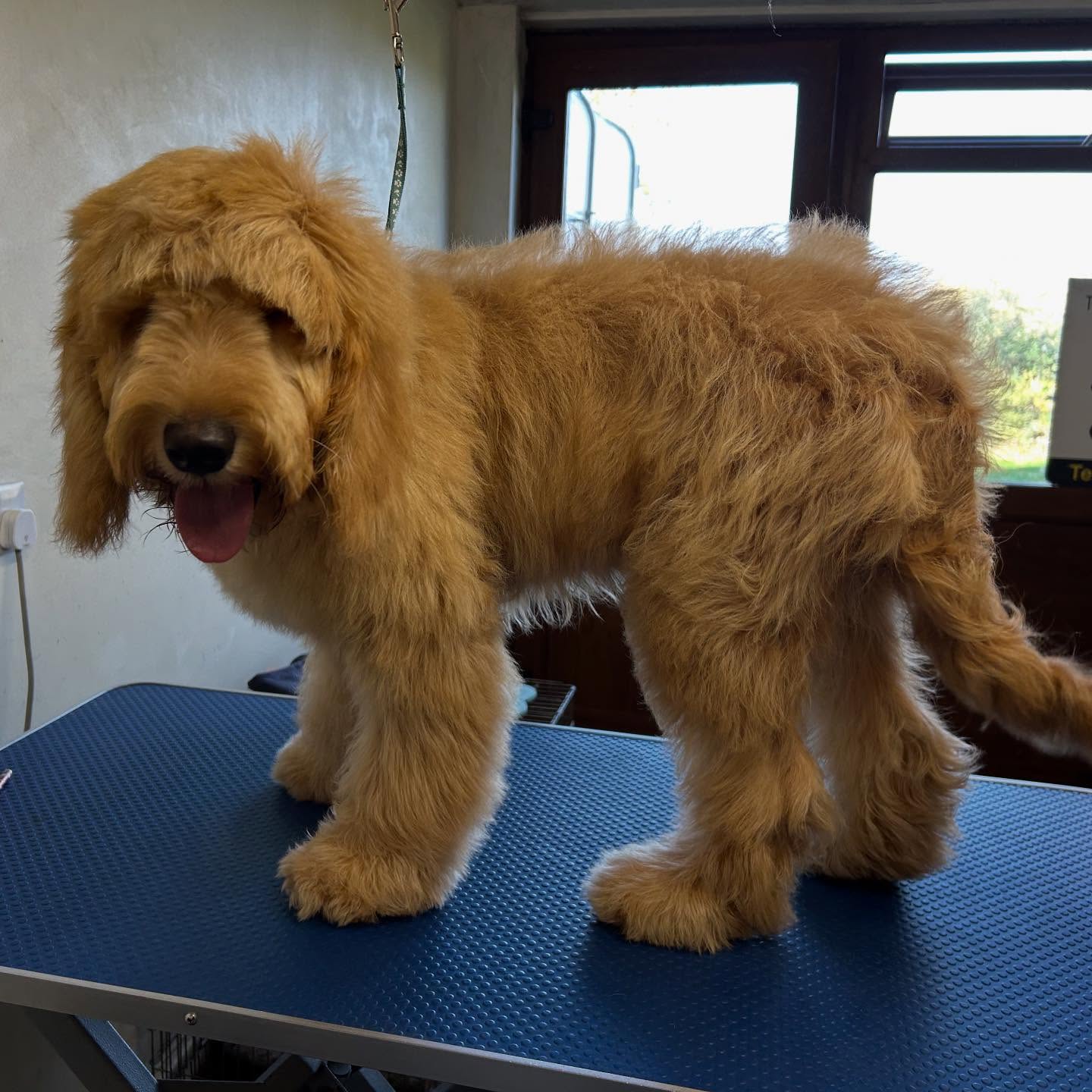 White Jack Russell terrier looking cute after grooming